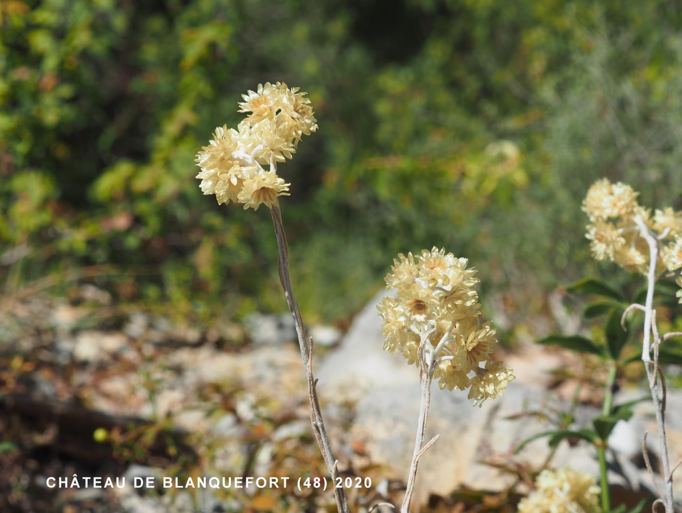 Helichrysum fruit